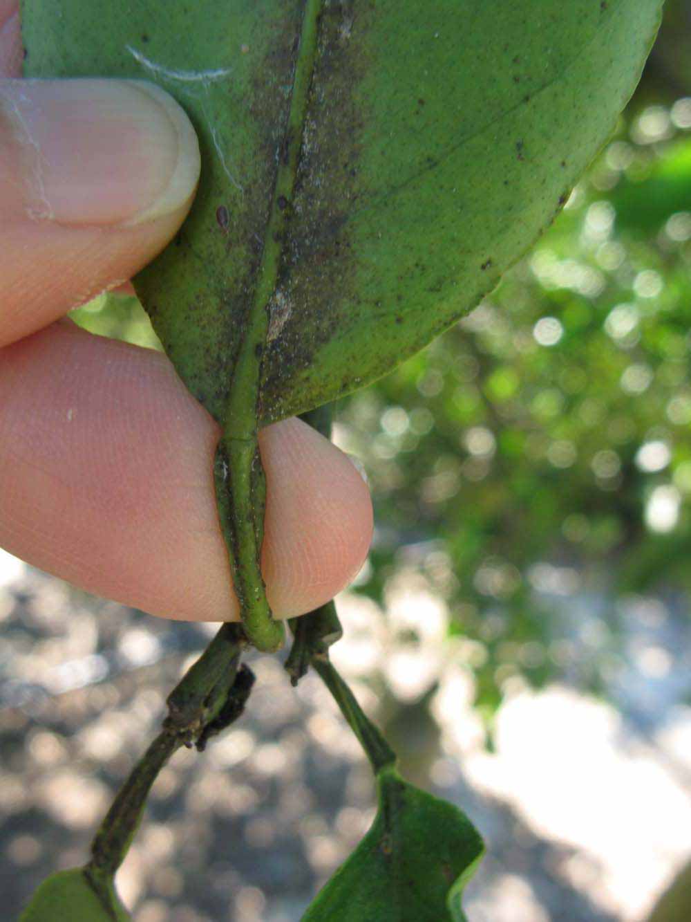              Petiole (Winter Haven, FL)       